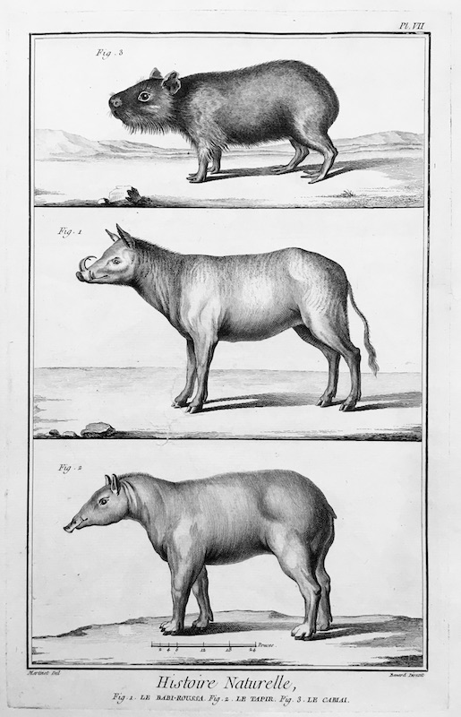 Mamíferos - Histoire Naturelle (Babyrousa, Tapir, Carpincho, Capibara), Fig. 1. Le Babi-Roussa, Fig. 2. Le Tapir, Fig. 3. Le Cabiai - Pl. VII